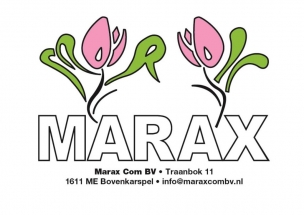 Marax Tulips