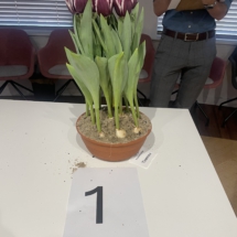 Pot 01 Tiramisu 60-70-70-70