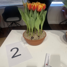 Pot 02 Edition 50-60-75-65