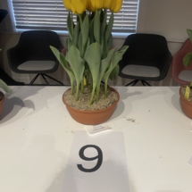 Pot 09 Yellow Flight 55-60-65-60