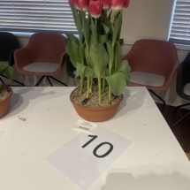 Pot 10 Shefali 60-55-80-60