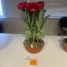 Voorbeeldpot 1 Red Bluff 70-50-70-55