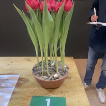 Pot 01 Red Pension 80-60-65-65