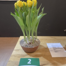 Pot 02 Dubbel Geel 60-50-80-55