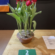 Pot 02 Dubbel Rood 80-50-85-55