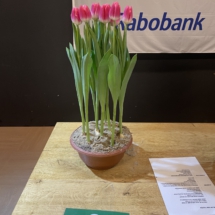 Pot 02 Lady Pricilla 85--55-60-55