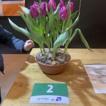 Pot 02 Purple Prince 45-30-40-35