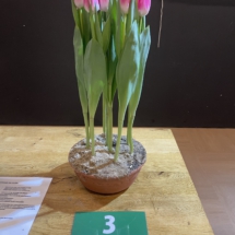 Pot 03 Enkel Roze 90-80-75-85