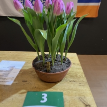 Pot 03 Light Pink Prince 40-45-55-45