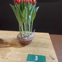 Pot 03 Love City 90-75-50-75