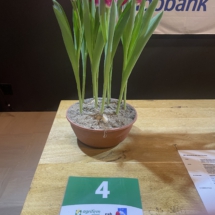 Pot 04 Pink Ardour 70-50-50-50