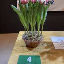 Pot 04 Sambuca 60-65-70-65