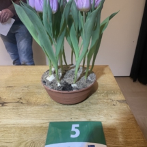 Pot 05 Candy Prince 40-45-45-45