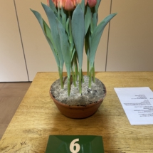 Pot 06 Lorenzo 70-70-45-60