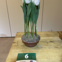 Pot 06 Mount Cook 90-70-60-75