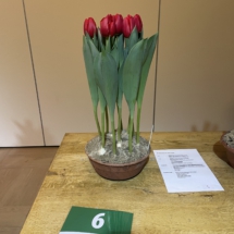 Pot 06-Surrender 85-90-55-85