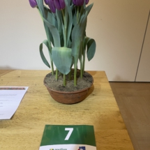 Pot 07 Bullit 65-50-60-50