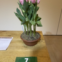 Pot 07 Dreamer 70-40-75-55