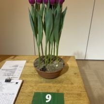 Pot 09 Purple Desire 90-85-90-85