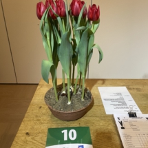 Pot 10 Toproy 85-55-55-55