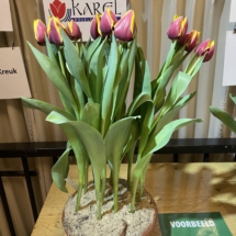 Voorbeeldpot 01 60-50-55-50