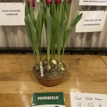 Voorbeeldpot La Mancha 80-55-60-60