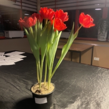 3e Mitchel Bakker 3e Mitchel Bakker