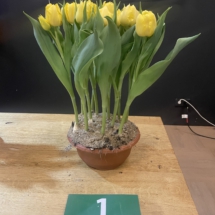 Pot 01 Dubbel Geel 75-55-80-65