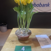 Pot 04 Goldrace 85-55-70-70