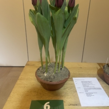 Pot 06 Zwart 85-55-65-65