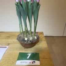 Pot 07 Jacelyn 80-65-70-70