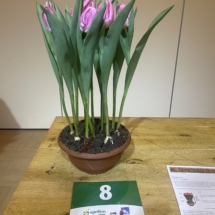 Pot 08 Novalis Pink 80-50-45-50