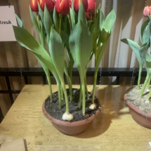 Voorbeeldpot 01 75-70-75-65