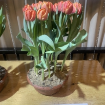 Voorbeeldpot 02 65-45-50-50