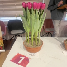 Pot 01 Purple Desire 75-80-85-85