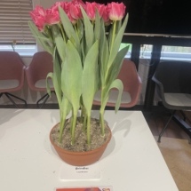 Pot 03 Brindisi 70-60-55-55