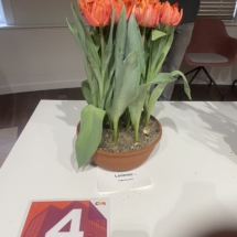 Pot 04 Lorenzo 30-50-60-45