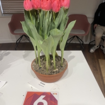 Pot 06 Krissi 70-65-65-65