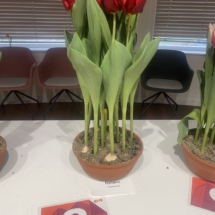 Pot 08 Dynamo 95-70-45-70