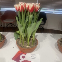 Pot 09 Go Max 55-55-80-60