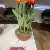 Pot 10 Atlas 55-60-70-65