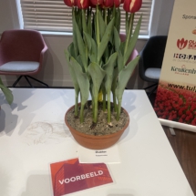 Voornbeeldpot Buster 65-55-75-60